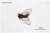 藏品(榕透翅毒蛾)的圖片